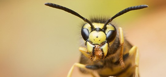 Wasp Slide