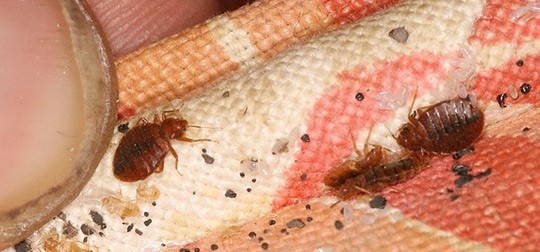 Bed Bugs Slide