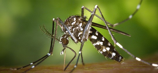 Mosquito Slide